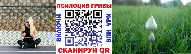 Галлюциногенные грибы Psilocybe Катайск