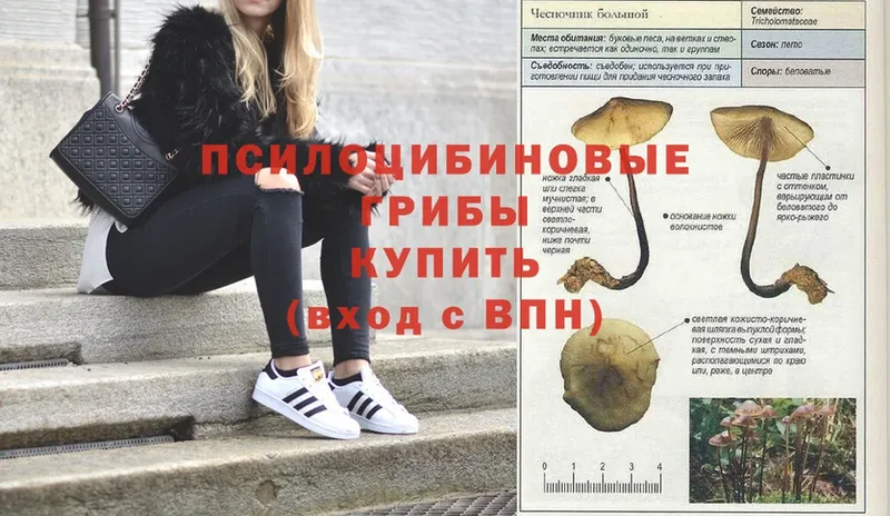 Галлюциногенные грибы Psilocybe  наркотики  omg рабочий сайт  Катайск 